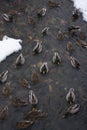 Mallards swim on the winter river. Anas platyrhynchos Royalty Free Stock Photo