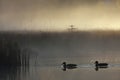 Mallards swimming on a foggy pond Royalty Free Stock Photo