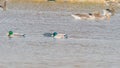 mallards swimming in a group in the villafafila lagoon Royalty Free Stock Photo