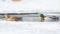 Mallards swimming in icy creek in the Upper Midwest Royalty Free Stock Photo