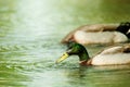 Male Mallards feeding on lake, bird, nature, animal