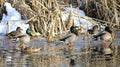 Mallards swimming in the water Royalty Free Stock Photo