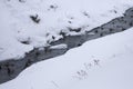 Mallards take off over a winter mountain river. Winter landscape. Ducks in ice water. Hunting Royalty Free Stock Photo