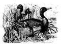 Mallards vintage illustration