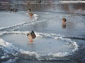 Mallards wild ducks on thin ice Royalty Free Stock Photo