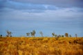 Mallee Desert