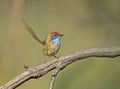 Mallee-emoesluiper, Mallee Emu-Wren, Stipiturus mallee