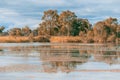 Mallee eucalyptuses and birds on Murray River.