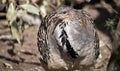 A mallee fowl Royalty Free Stock Photo
