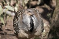 A mallee fowl