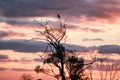 Mallee Sunset Royalty Free Stock Photo