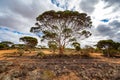 Mallee scrub on Nullarbor Plain of Western Australia Royalty Free Stock Photo