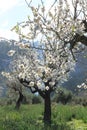 Mallorca in February 2019. The almond blossom in the valley of Soller