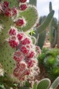 Mallorca, Spain - Nov 1, 2023: Prickly Pear Cactus at the Botanicactus Botanical Gardens Royalty Free Stock Photo