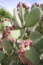 Mallorca, Spain - Nov 1, 2023: Prickly Pear Cactus at the Botanicactus Botanical Gardens Royalty Free Stock Photo