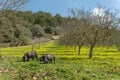 Mallorcan black pigs eating yellow wildflowers