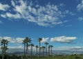 Mallorcan Landscape: Palms to Tramuntana Peaks