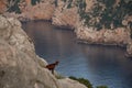 A Mallorcan wild goat watches the coast at the Es Colomer viewpoint in Mallorca, Spain