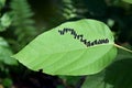 Mallotus philippensis plant`s leaf. Green leaves on dark nature. Abstract nature view.