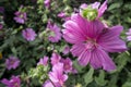 Mallow blooming profusely in a park in London