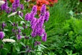 Mallow 40 cm high tufts with fresh green leaves with serrated edge. Upright flower shoots bloom from June to August. The flowers