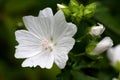 Mallow Flower