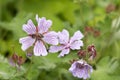 Mallow flower and bee