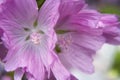 Mallow flower buds