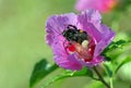 Mallow flower. bumblebee on purple mallow flower