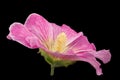 Mallow flower closeup