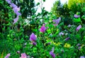 Mallow flower and green leaves