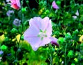 Mallow flower and green leaves