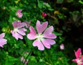 Mallow flower and green leaves