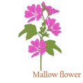 Mallow flower. Illustration of a plant in a vector with flowers for use in decorating, creating bouquets.