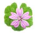 Mallow flower with leaf