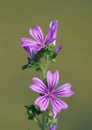 Mallow flower Malva sylvestris