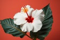 Mallow flower nature hawaii tropical isolated plant chinese blossom rose red color