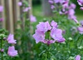 Mallow Flowers Royalty Free Stock Photo