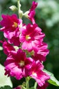 Mallow flowers. a herbaceous plant with hairy stems, pink