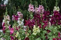 Mallow flowers. a herbaceous plant with hairy stems, pink