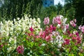 Mallow flowers. a herbaceous plant with hairy stems, pink or purple flowers, and disk-shaped fruit. Several kinds are grown as or