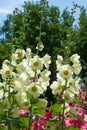 Mallow flowers. a herbaceous plant with hairy stems, pink