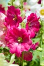 Mallow flowers. a herbaceous plant with hairy stems, pink or purple flowers, and disk-shaped fruit. Several kinds are grown as or