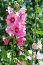 Mallow flowers. a herbaceous plant with hairy stems, pink or purple flowers, and disk-shaped fruit. Several kinds are grown as or