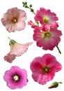 Mallow flowers isolated