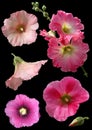 Mallow flowers isolated