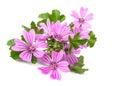 Mallow flowers Royalty Free Stock Photo