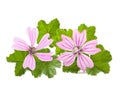 Mallow flowers