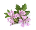 Mallow flowers