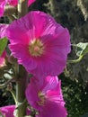 Mallow, herbaceous plant with hairy stems, pink flowers